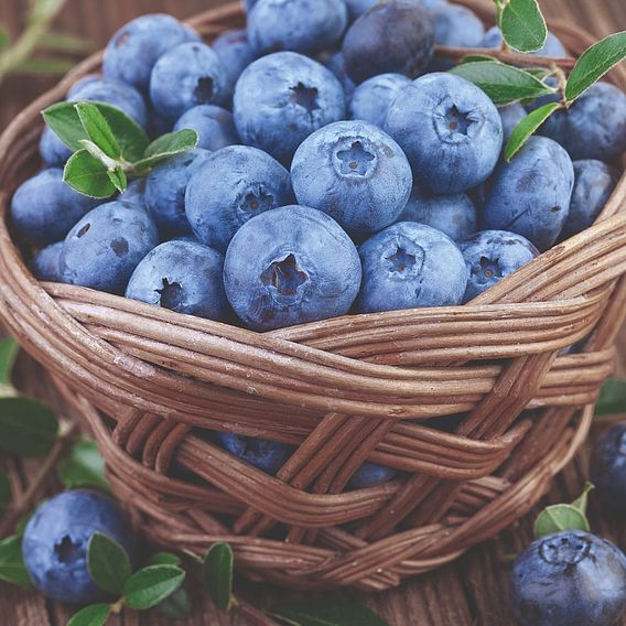 Blueberry Bluecrop Organic 