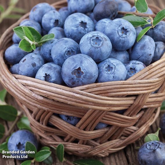 Blueberry 'Bluecrop'