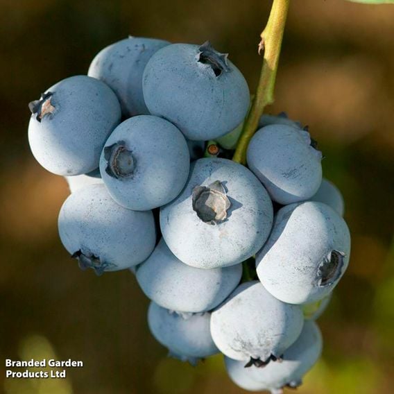 Blueberry 'Bluecrop'