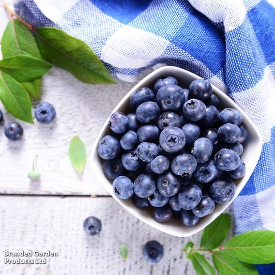 Blueberry Growers Choice