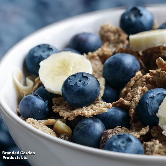 Blueberry Growers Choice