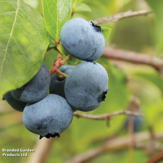 Blueberry 'Brigitta' (Late season)
