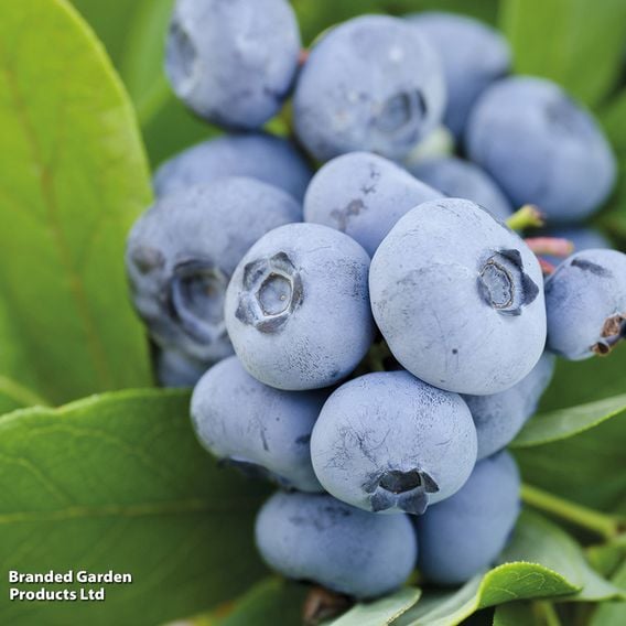 Blueberry 'Chandler'