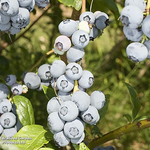 Blueberry 'Duke'