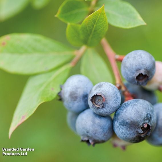 Blueberry 'Duke'