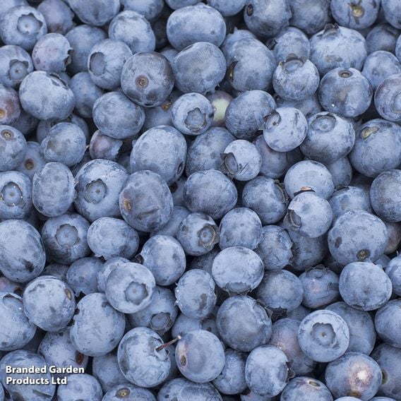 Blueberry 'Duke'