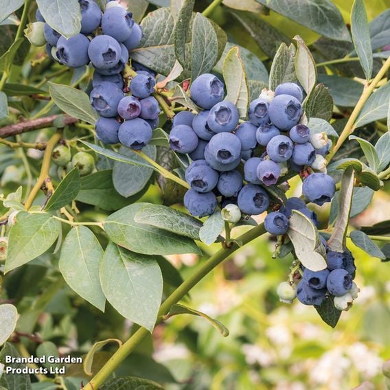 Blueberry 'Duke'