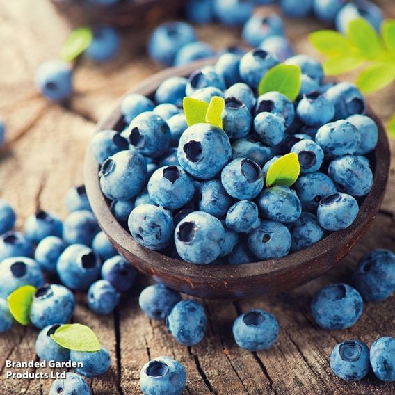 Blueberry 'Duke'