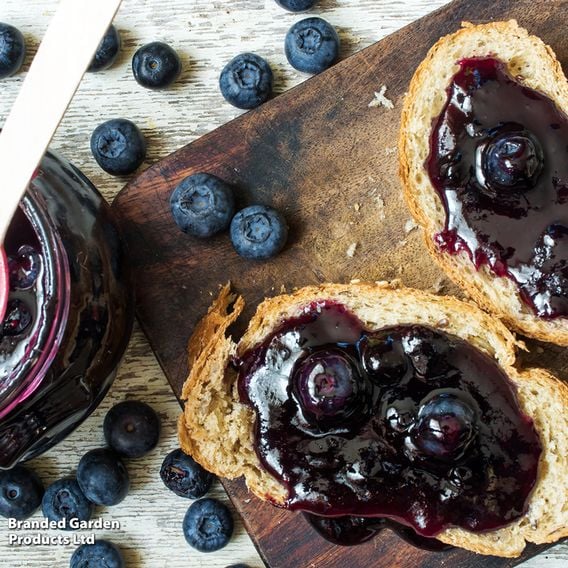 Blueberry Growers Choice