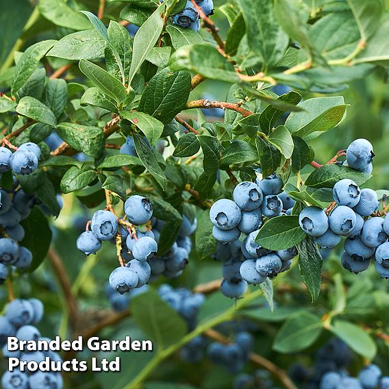 Blueberry 'Trio Collection'