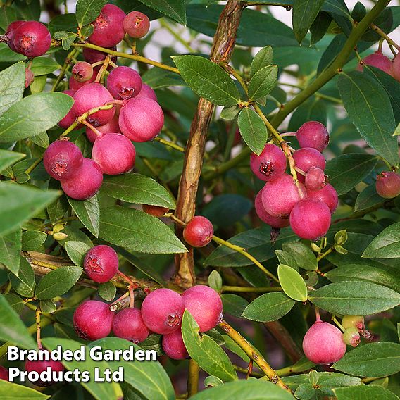 Blueberry 'Pink Lemonade'