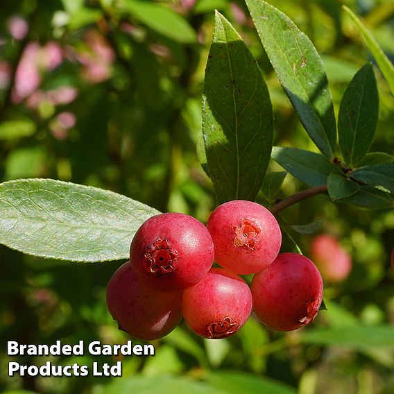 Blueberry 'Pink Lemonade'