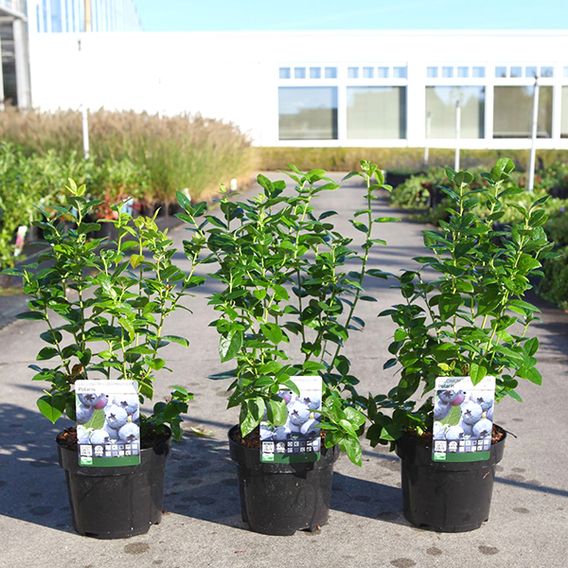 Blueberry 'Polaris'