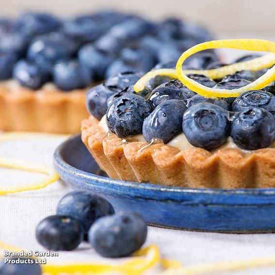 Blueberry Growers Choice