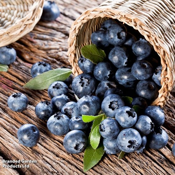 Blueberry Growers Choice