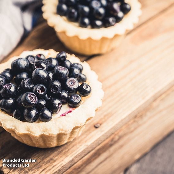 Blueberry Growers Choice