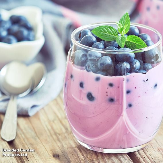 Blueberry Growers Choice