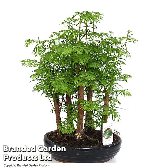 Bonsai Metasequoia Forest In Oval Ceramic