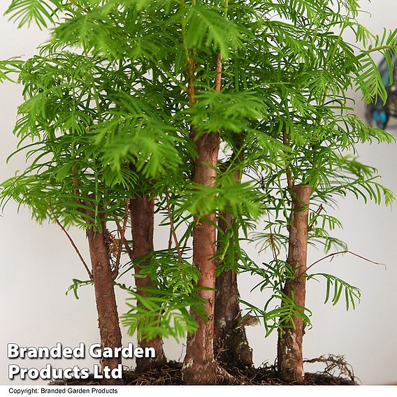 Bonsai Metasequoia Forest In Oval Ceramic