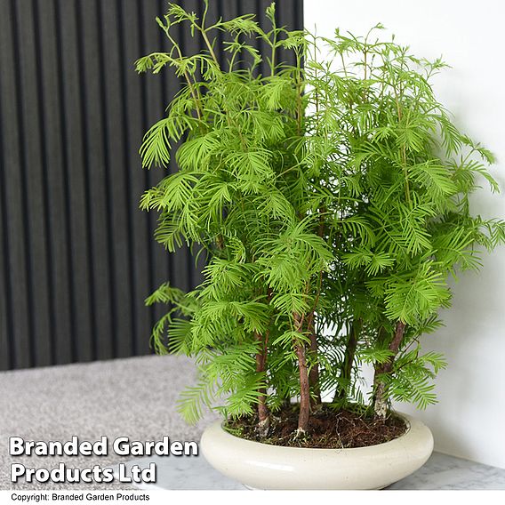 Bonsai Metasequoia Forest In Oval Ceramic