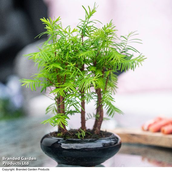 Bonsai Metasequoia Forest Modern Royal