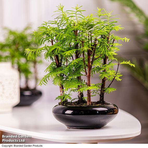 Bonsai Metasequoia Forest Modern Royal