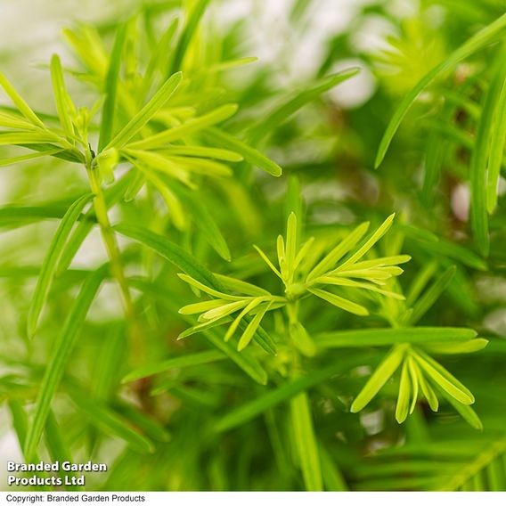 Bonsai Metasequoia Forest Modern Royal