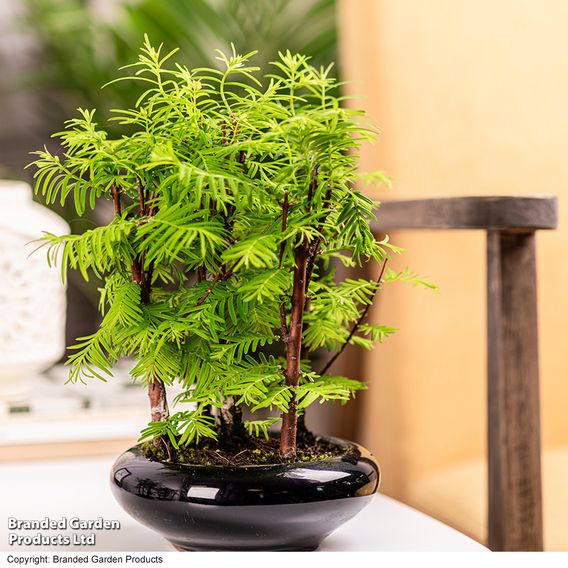 Bonsai Metasequoia Forest Modern Royal