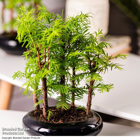 Bonsai Metasequoia Forest Modern Royal