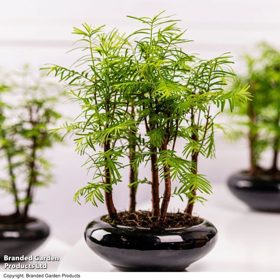 Bonsai Metasequoia Forest Modern Royal