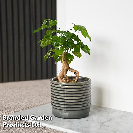 Radermachera sinica Bonsai Form