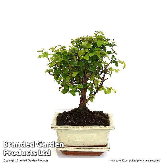 Bonsai 'Sageretia' in Ceramic Saucer
