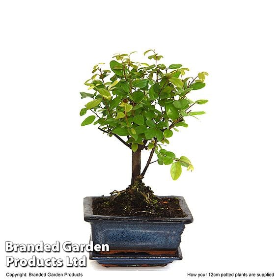 Bonsai 'Sageretia' in Ceramic Saucer
