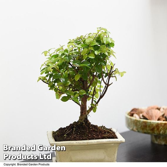 Bonsai 'Sageretia' in Ceramic Saucer