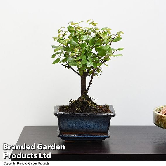 Bonsai 'Sageretia' in Ceramic Saucer