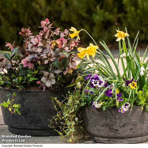 Caesar Marble Effect Charcoal Bowl Planters