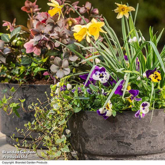 Caesar Marble Effect Charcoal Bowl Planters