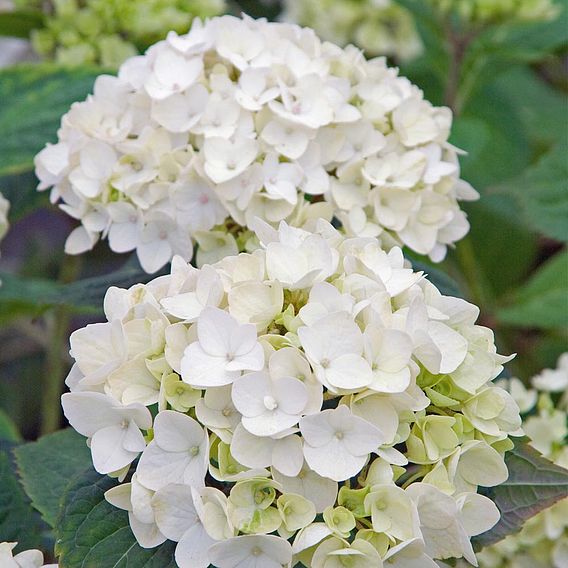 Hydrangea macrophylla 'Endless Summer - The Bride'