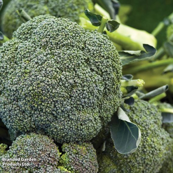 Broccoli 'Aquiles' (Calabrese)