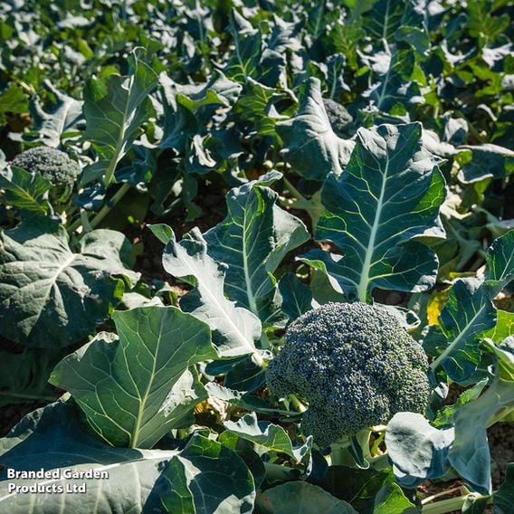 Broccoli 'Aquiles' (Calabrese)