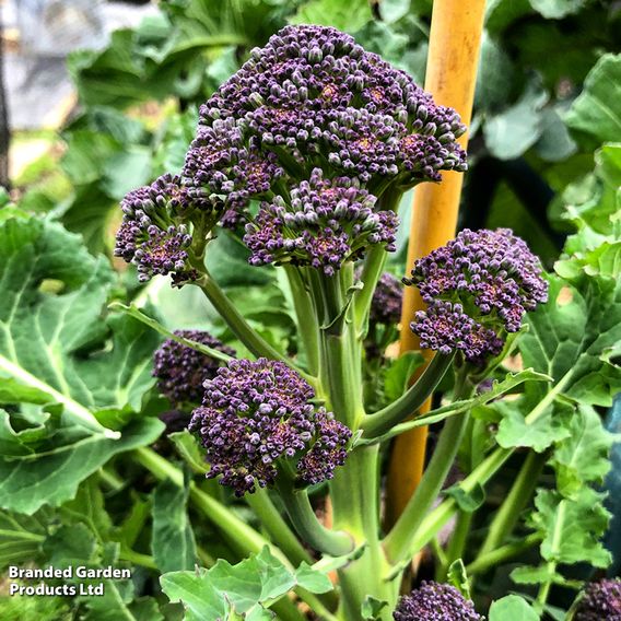 Broccoli (Sprouting) Continuity Collection