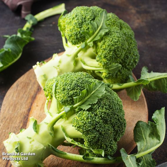 Broccoli (Calabrese) Continuity Collection