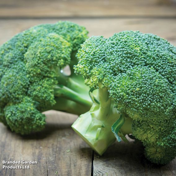 Broccoli (Calabrese) Continuity Collection