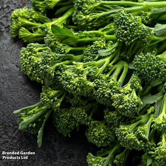 Broccoli 'Green Sprouting' - Organic Seeds