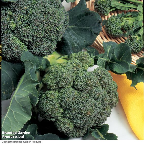Broccoli 'Green Sprouting' - Organic Seeds