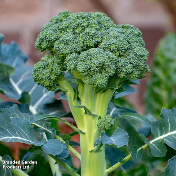 Broccoli (Calabrese) Continuity Collection