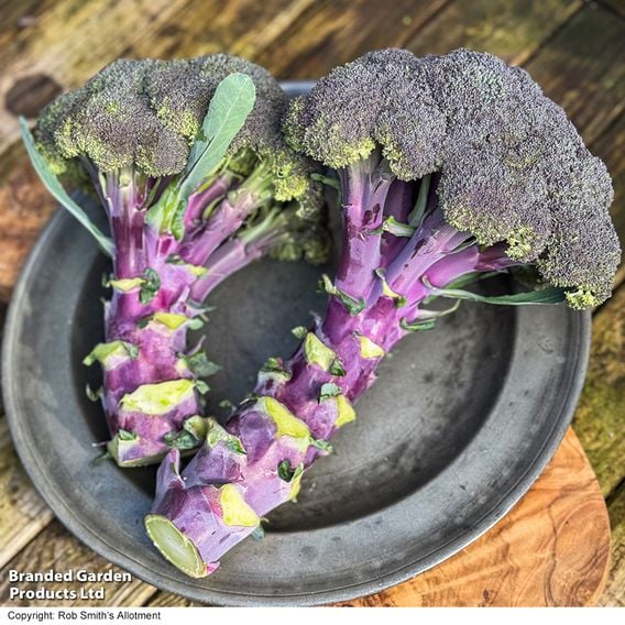 Broccoli 'Purple Magic' F1 - Gourmet Veg Seeds