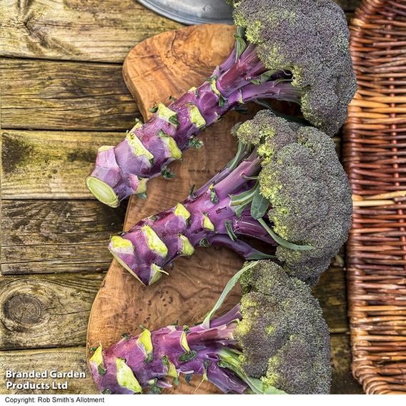 Broccoli 'Purple Magic' F1 - Gourmet Veg Seeds