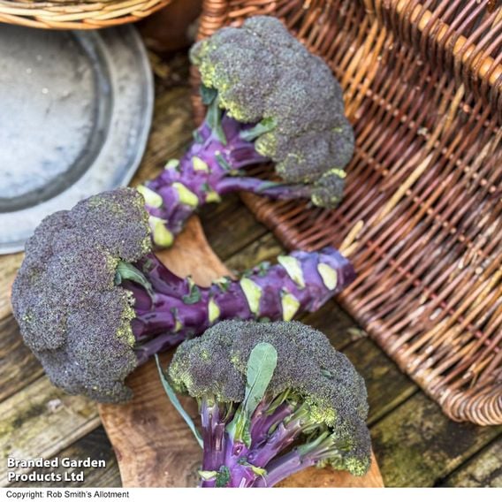 Broccoli 'Purple Magic' F1 - Gourmet Veg Seeds