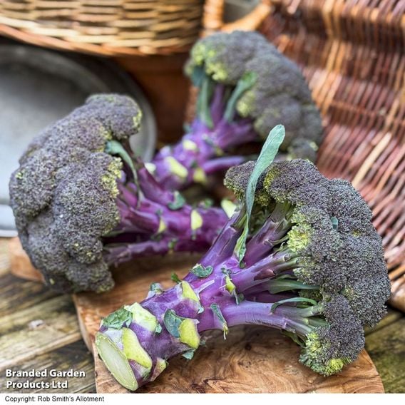Broccoli 'Purple Magic' F1 - Gourmet Veg Seeds